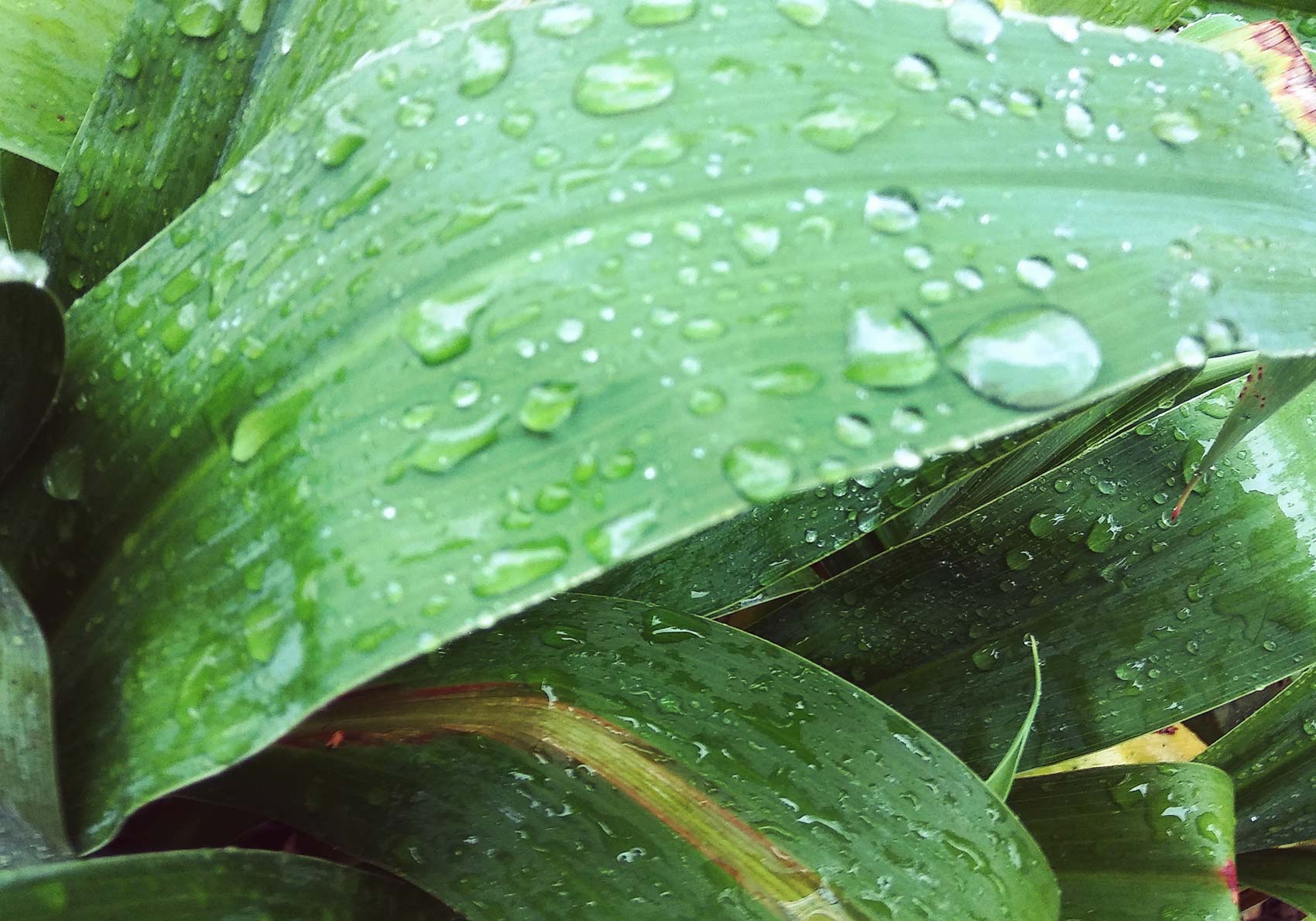 raindrops on leaf during Cooley New Zealand Study Abroad